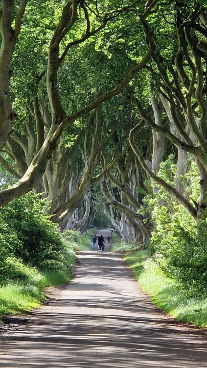 20240610_090714__bregagh_road_dark_hedges.jpg